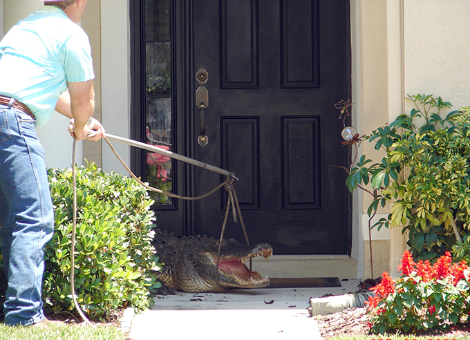 Крокодильи истории