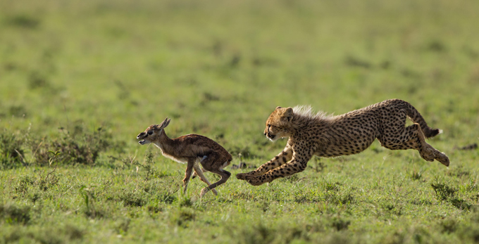 Зоологи впервые измерили скорость гепардов в дикой природе
