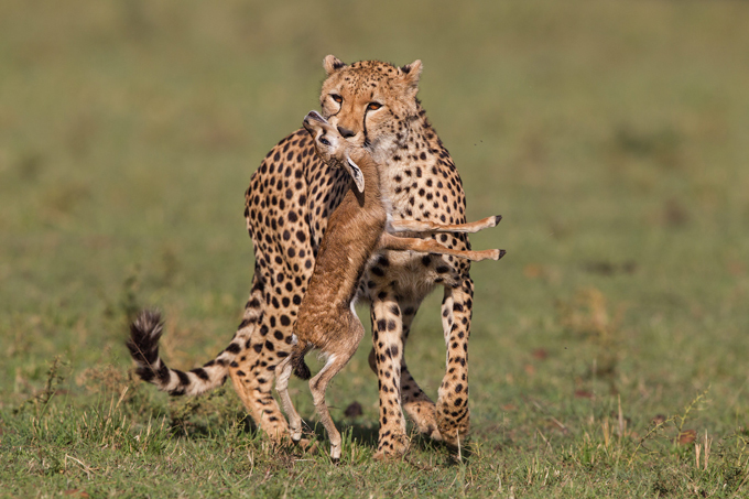 Зоологи впервые измерили скорость гепардов в дикой природе