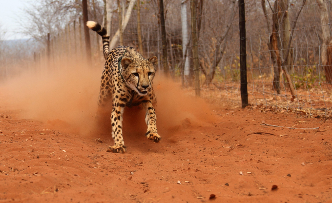Зоологи впервые измерили скорость гепардов в дикой природе