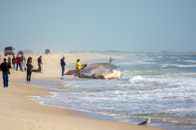 Загадка природы. Почему гибнут киты?