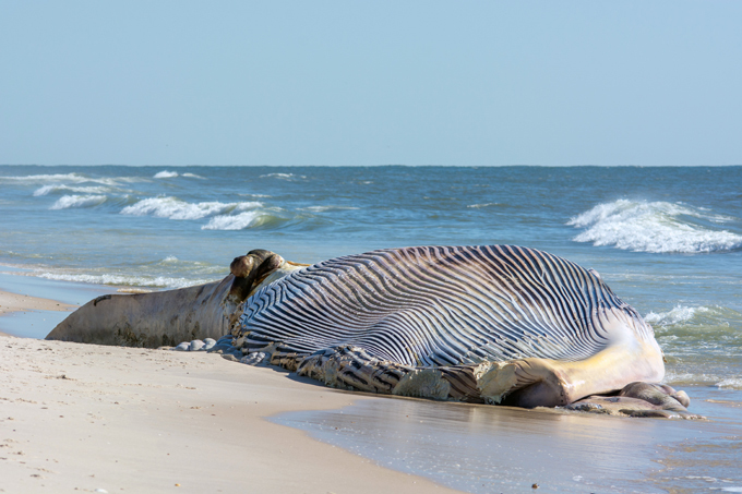 Загадка природы. Почему гибнут киты?