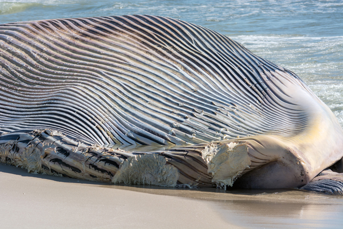 Загадка природы. Почему гибнут киты?