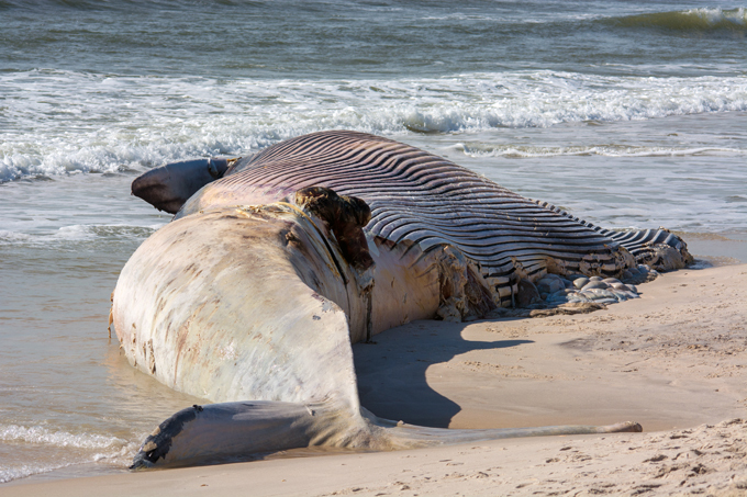 Загадка природы. Почему гибнут киты?