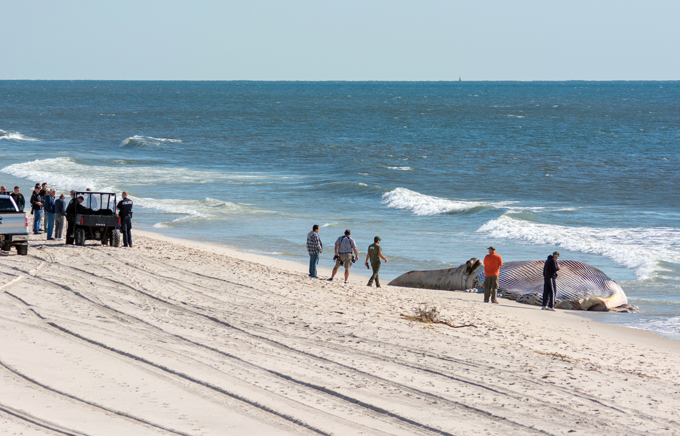 Загадка природы. Почему гибнут киты?