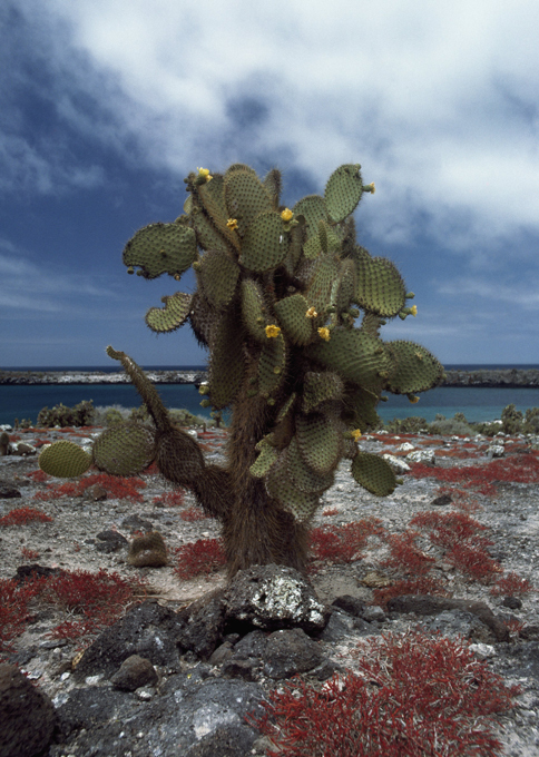 Нерукотворные, особо охраняемые