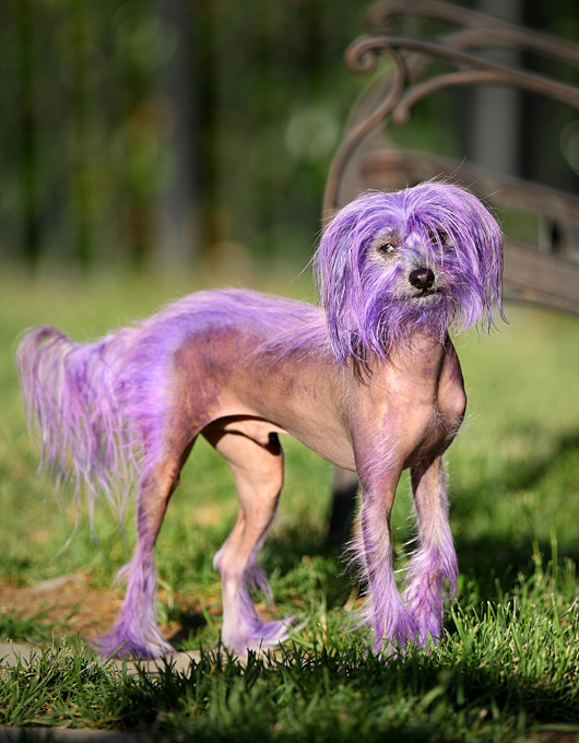 То ли друг человека, то ли аксессуар...