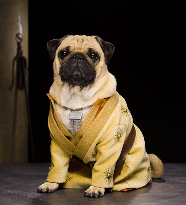 То ли друг человека, то ли аксессуар...