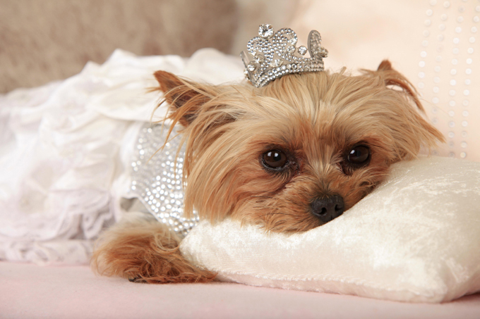 То ли друг человека, то ли аксессуар...