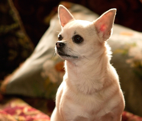 То ли друг человека, то ли аксессуар...