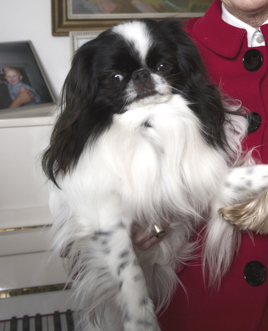 То ли друг человека, то ли аксессуар...