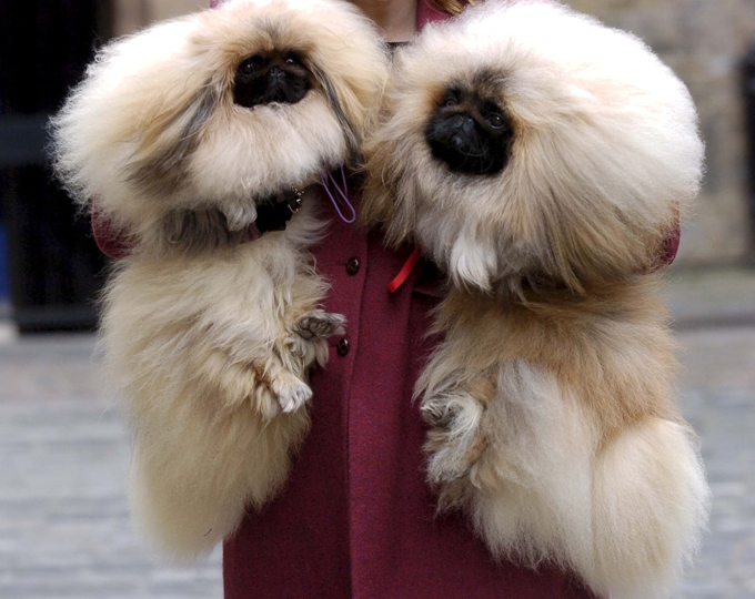 То ли друг человека, то ли аксессуар...