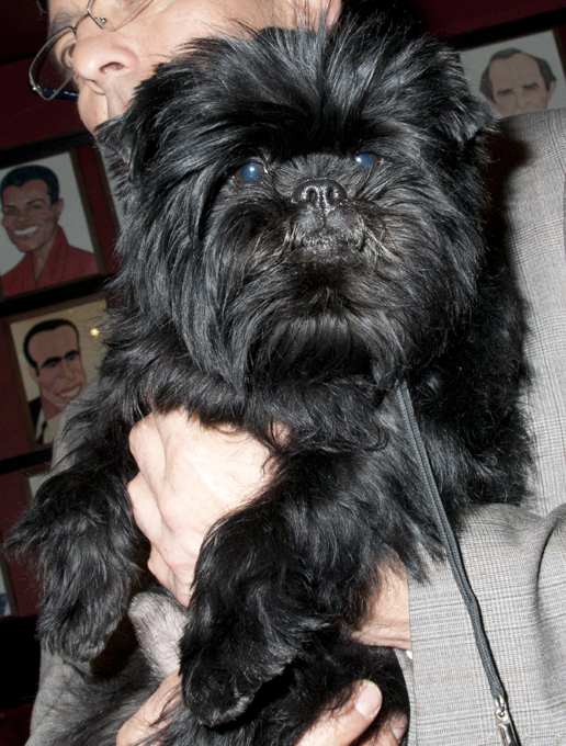 То ли друг человека, то ли аксессуар...