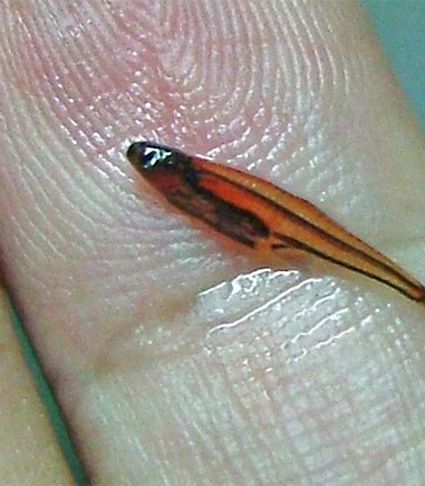 Мал золотник, да дорог