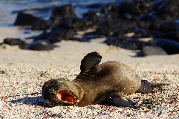 Отдых на Галапагосских островах