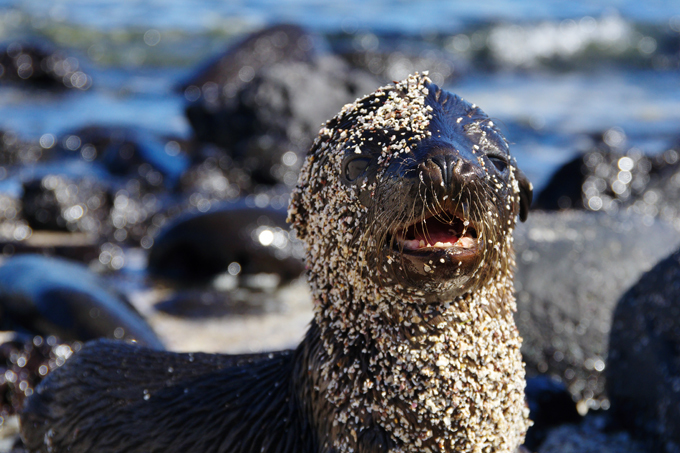 Отдых на Галапагосских островах