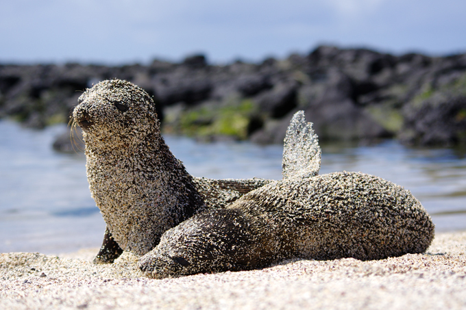 Отдых на Галапагосских островах