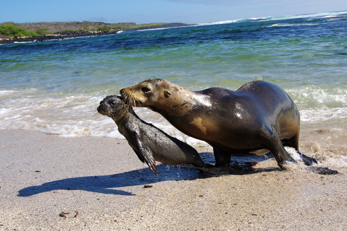 Отдых на Галапагосских островах
