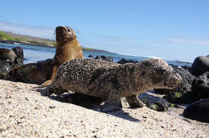 Отдых на Галапагосских островах