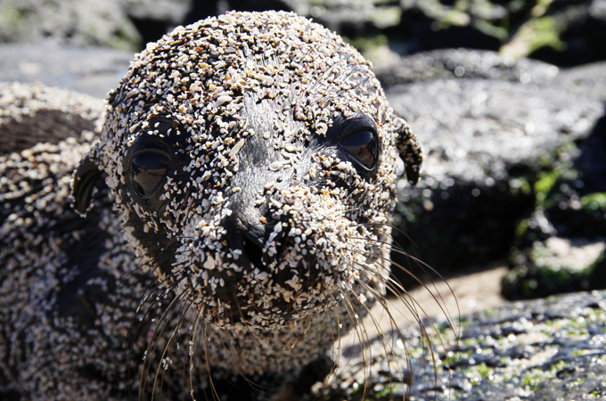 Отдых на Галапагосских островах
