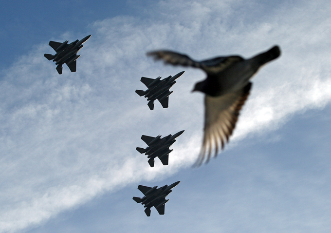 Забавные зверюшки: наперегонки