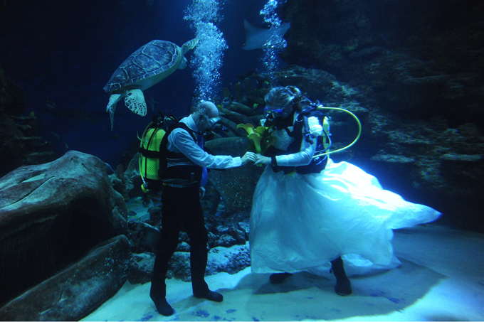 Свадебное безумие