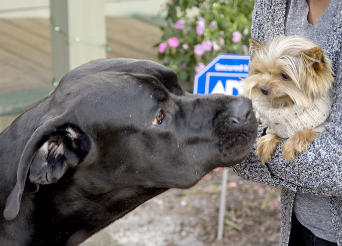 Забавные зверюшки: такие разные собаки