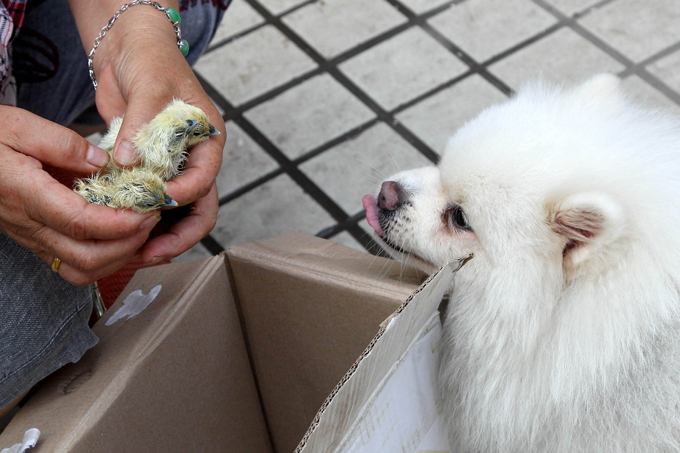 Забавные зверюшки: кого съедим?