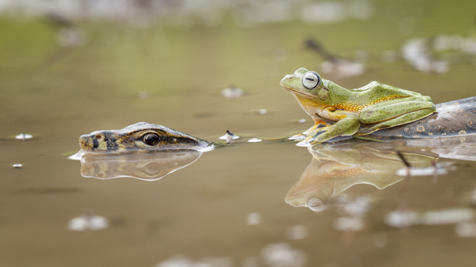 Забавные зверюшки: царевна-лягушка