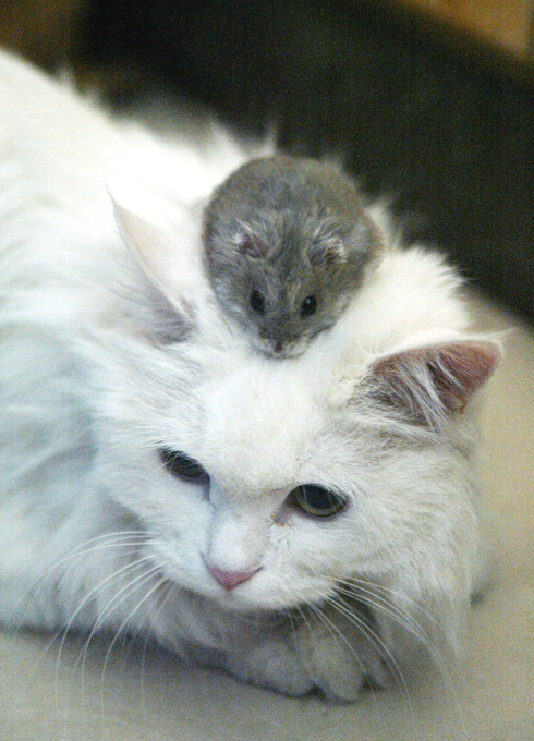 Забавные зверюшки: на охоту?