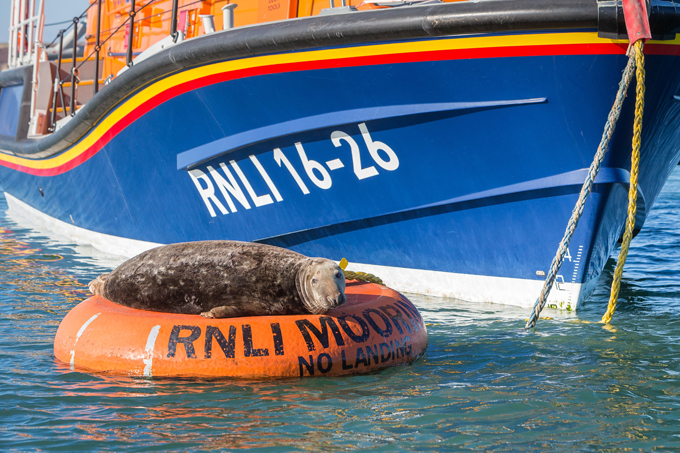 Кадры с животными, которыми стоит поделиться