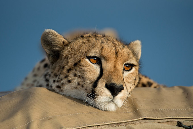 Лицом к лицу с гепардом