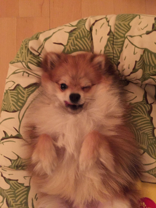 Кадры с животными, которыми стоит поделиться