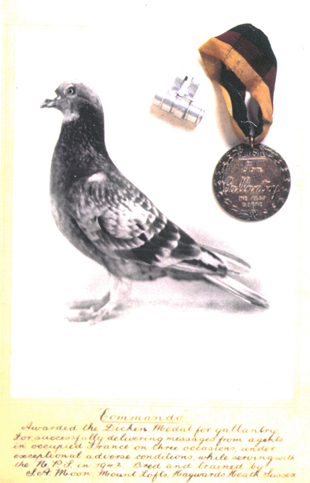 Крылатая разведка