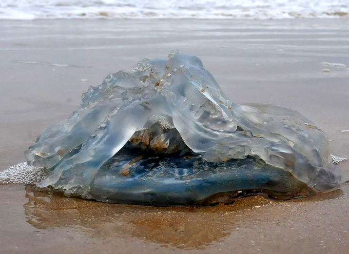 Чего только не увидишь! Чудище морское