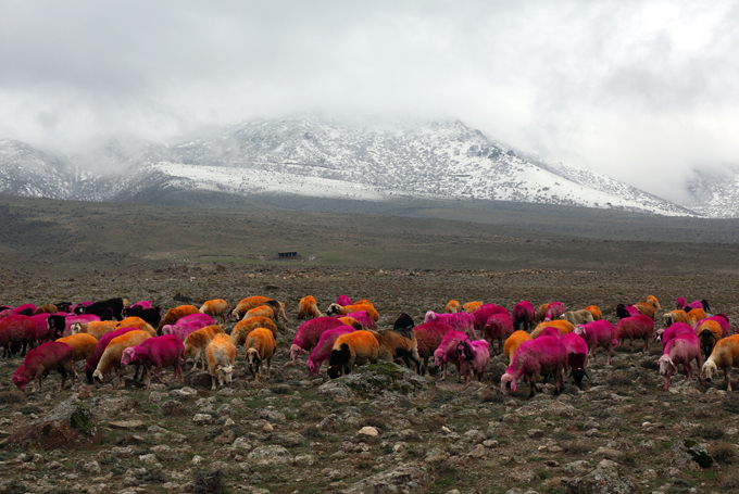 Интересное в мире: крашеные овцы