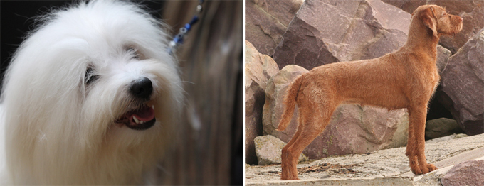 Интересное в мире: новые породы собак