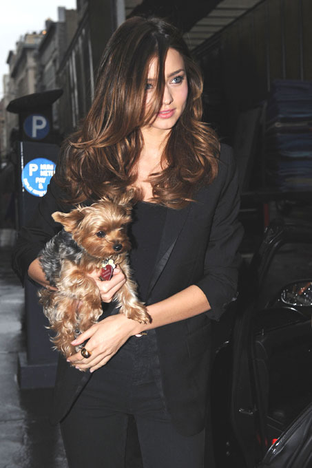 "Собачья жизнь" со звездой