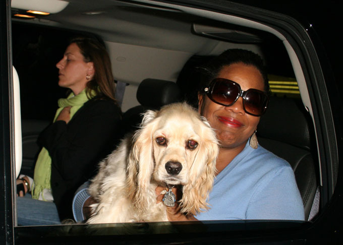 "Собачья жизнь" со звездой