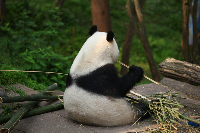 Панда - очаровательное дитя природы