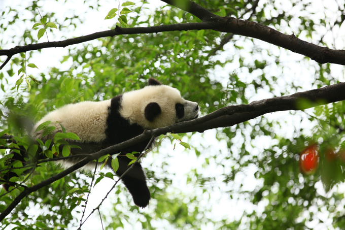 Панда - очаровательное дитя природы