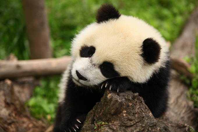 Панда - очаровательное дитя природы