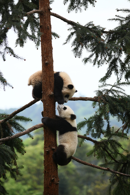 Панда - очаровательное дитя природы