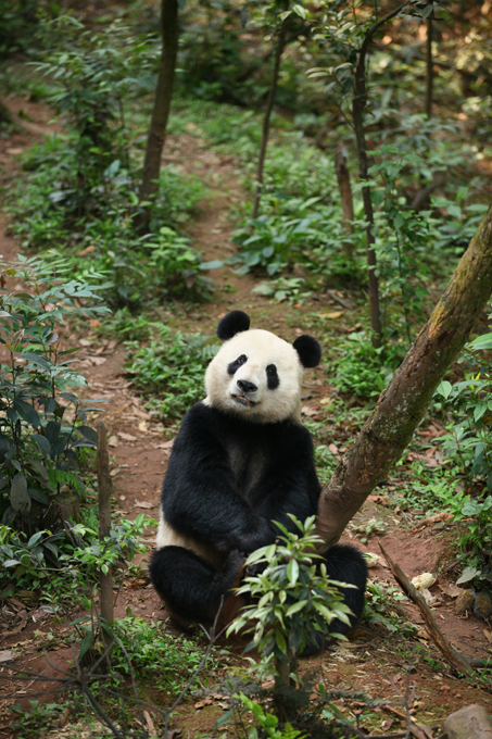 Панда - очаровательное дитя природы