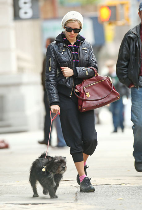 "Собачья жизнь" со звездой