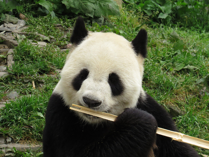 Панда - очаровательное дитя природы