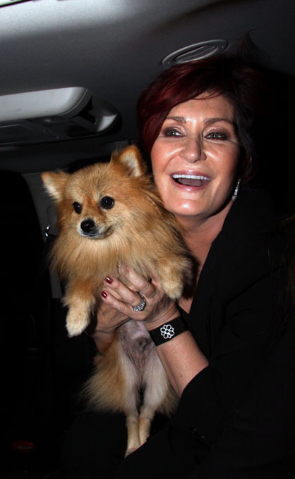 "Собачья жизнь" со звездой