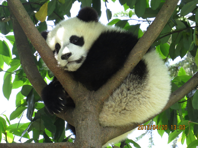 Панда - очаровательное дитя природы