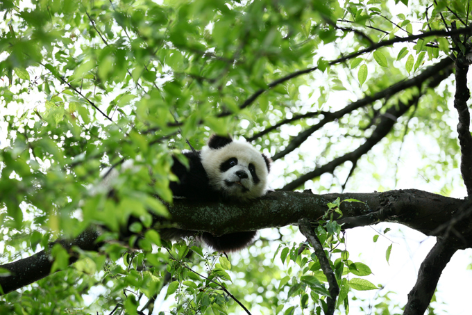 Панда - очаровательное дитя природы