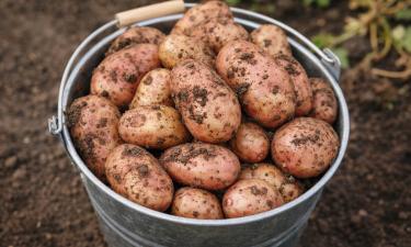 Сорт картофеля "Аляска" даёт до 10 кг с одного куста